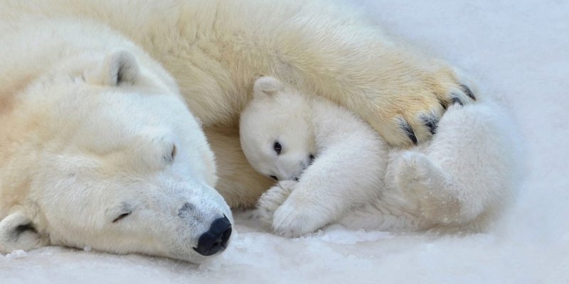 La condition des ours polaires au Groenland face à un climat en mutation rapide